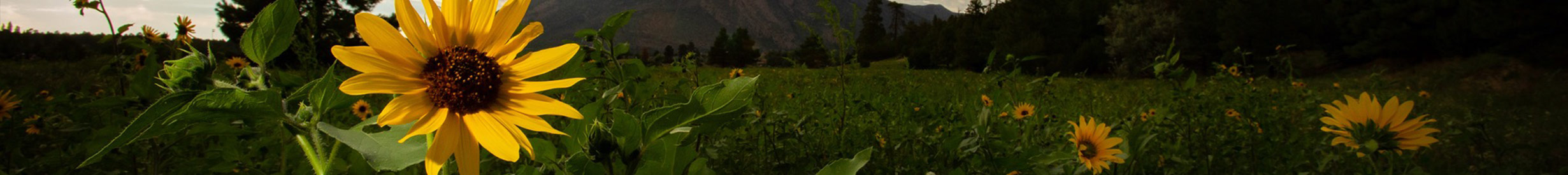 Northern Arizona Landscape Photograph by Larry Hendricks